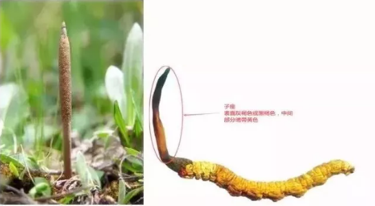 1552640871624778.png 4.png