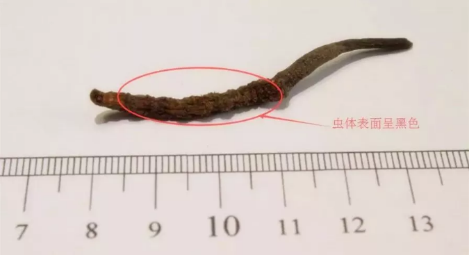 1552640917117476.png 10.png